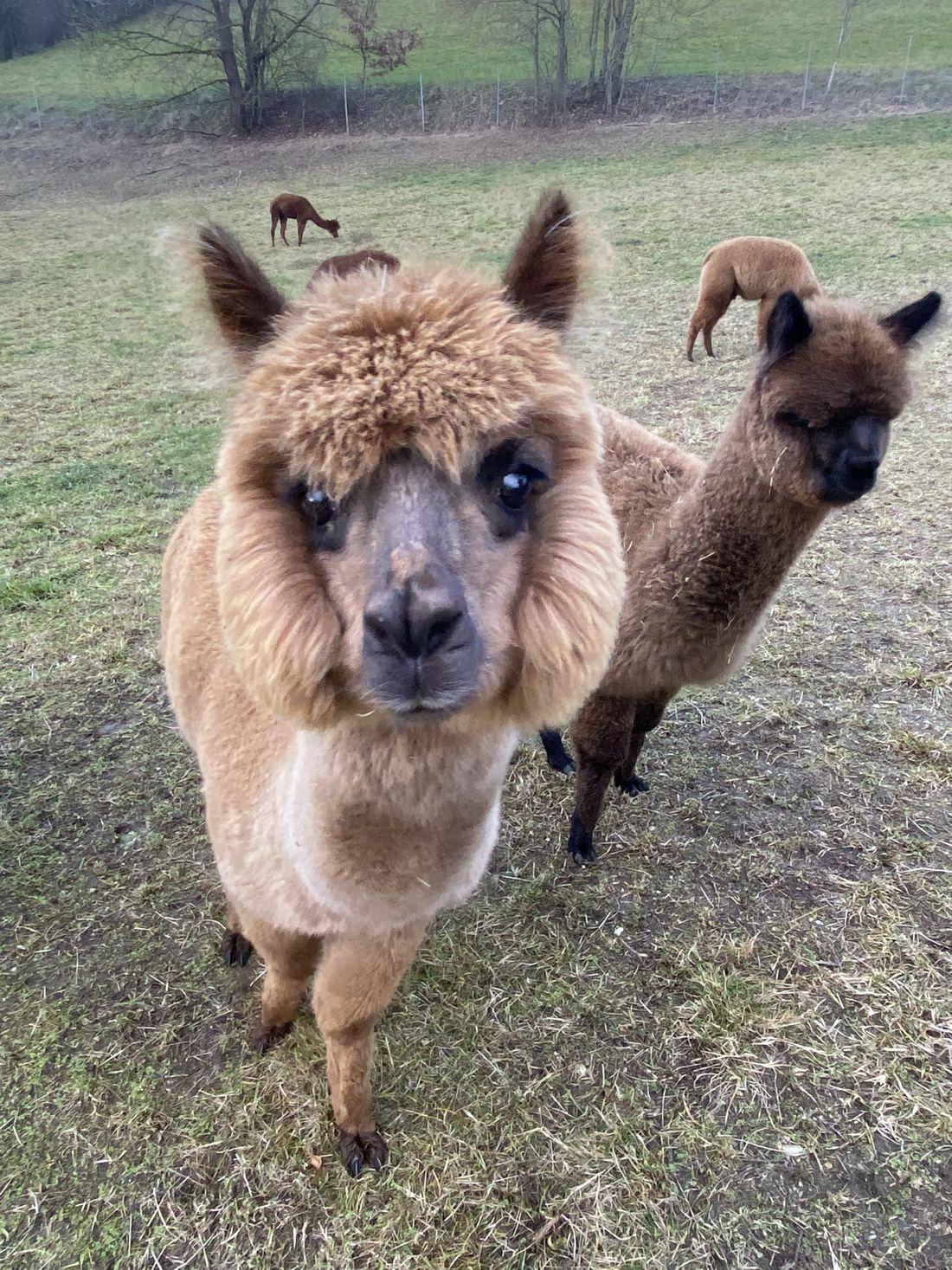 Zwei Alpakas schauen neugierig in die Kamera