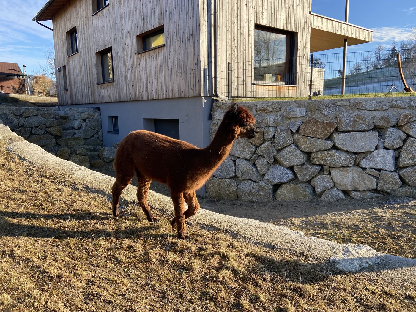 Braunes Alpaka vor der Steinmauer