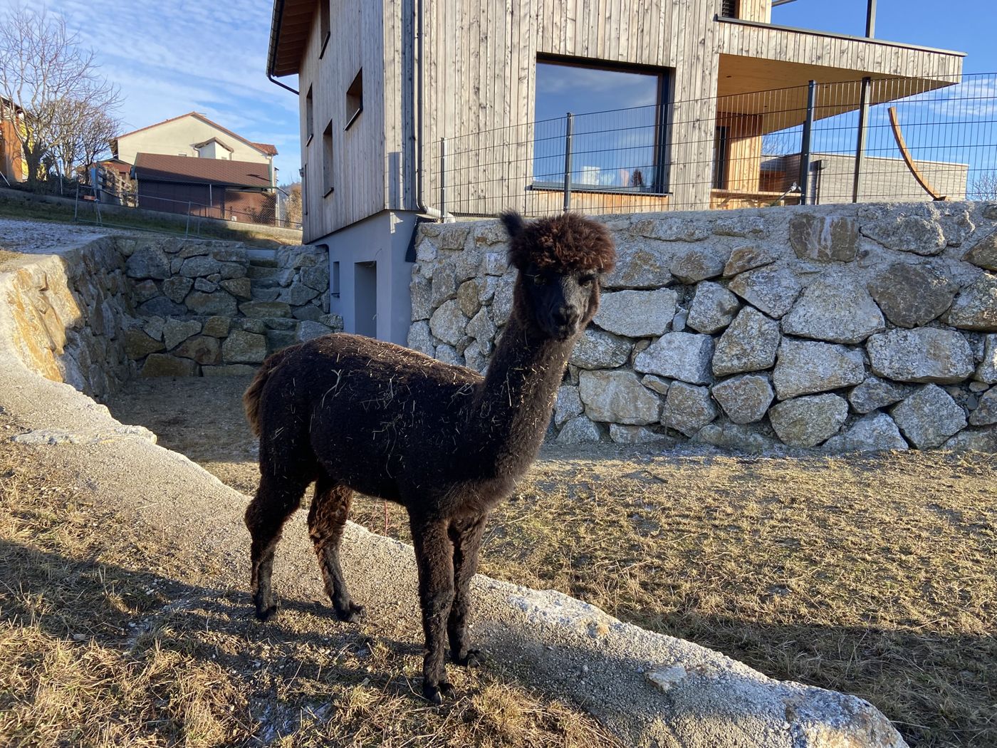 Dunkelbraunes Alpaka auf dem Hügel