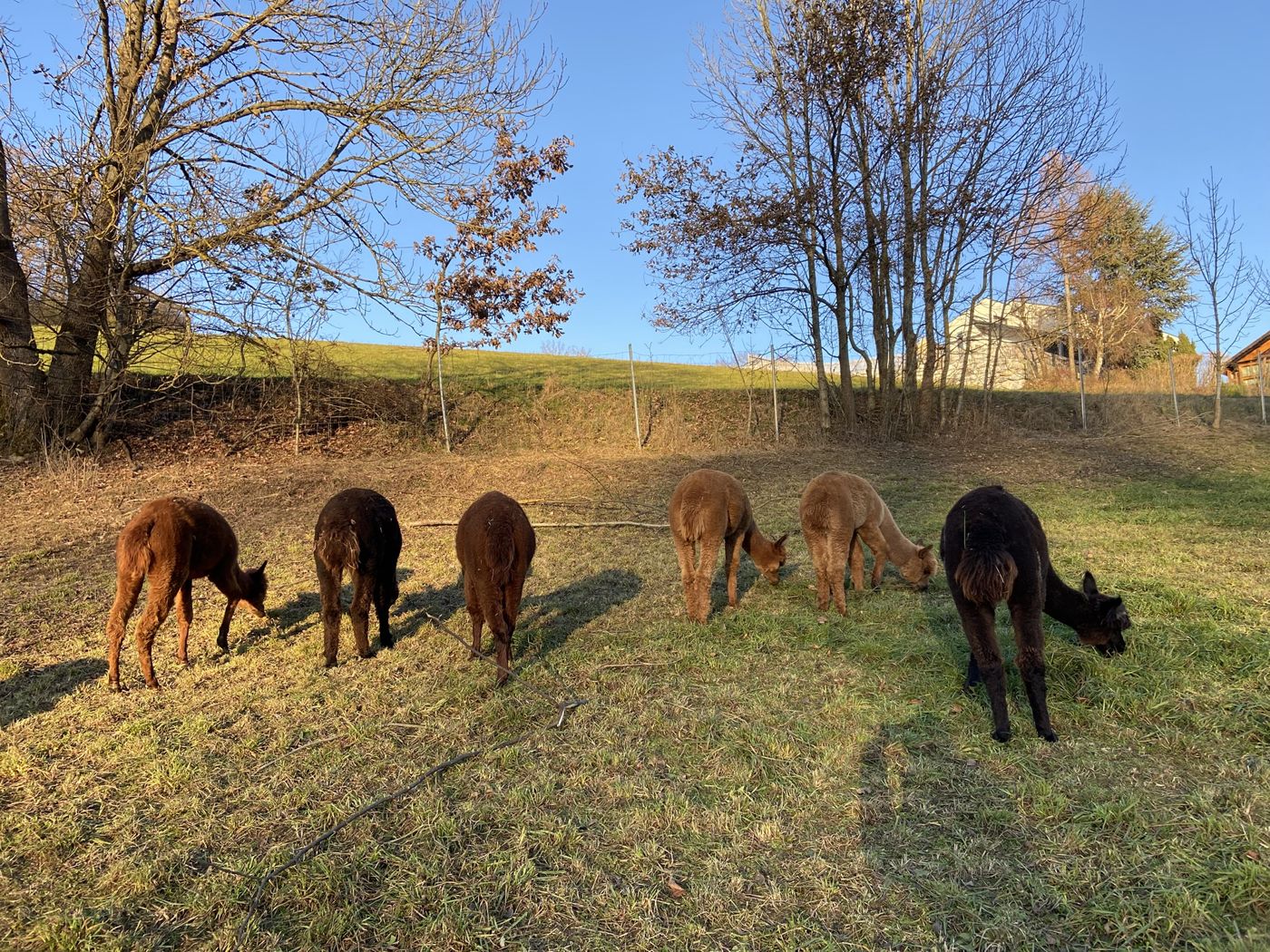 Alpakas grasen auf der Wiese im warmen Licht