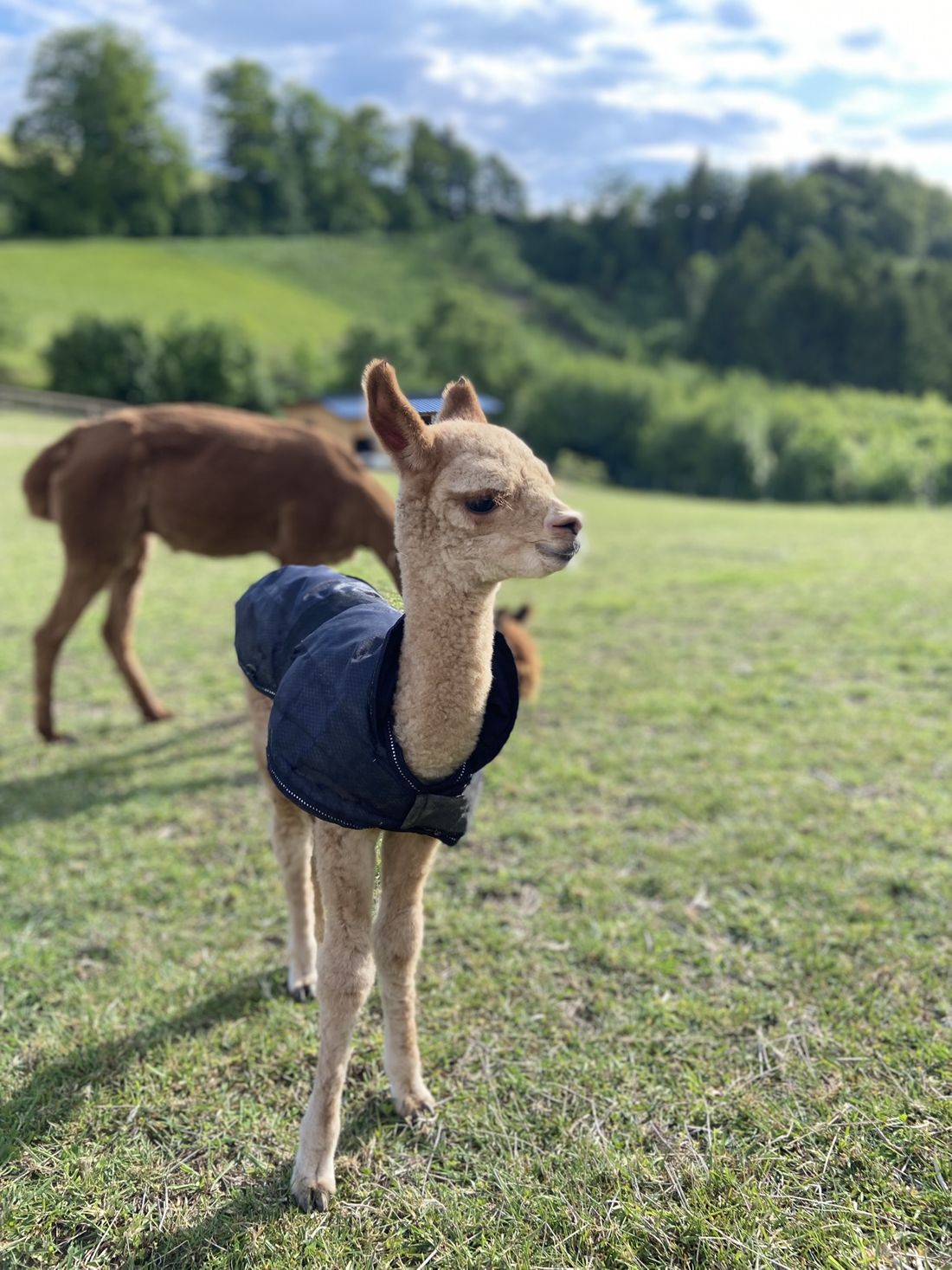 Junges Alpaka mit dunkelblauer Decke auf der Wiese