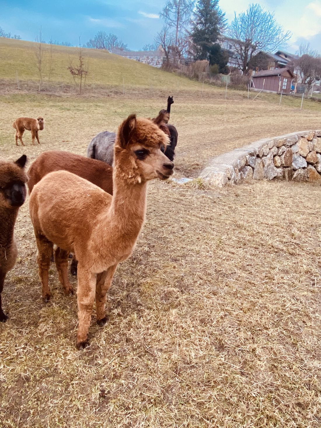 Braune Alpakas gemeinsam auf der Wiese